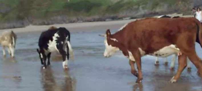 Σουηδία: Οι αγελάδες μπορούν να κάνουν βουτιές -Επιτρέπεται η πρόσβαση σε παραλίες γυμνιστών